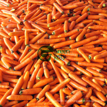 Zanahoria fresca china entera en la opción Grado a